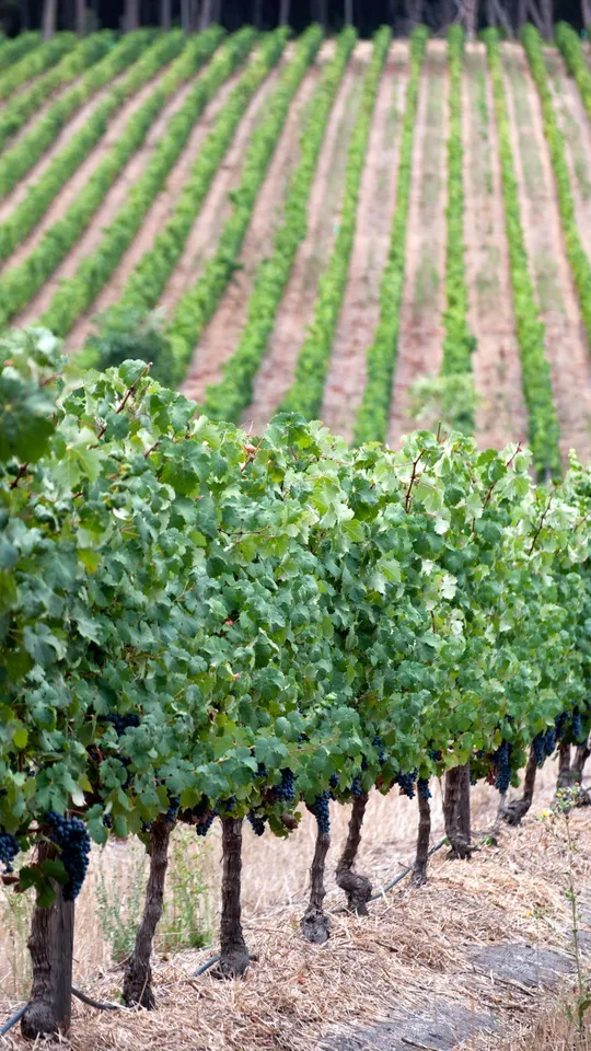 Le vigne del Sudafrica
